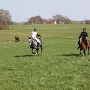 Anden særlig race Klokkeblomst