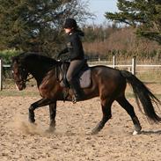 Dansk Varmblod Camprano R.I.P.