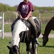 Irish Cob Mischa