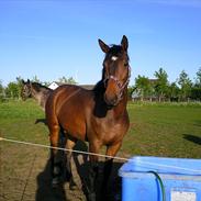 Dansk Varmblod lundbæks malou *solgt*