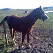 Welsh Cob (sec D) Solbakkan´s May Lily