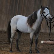 Amerikansk Miniature Little Bob American Dream