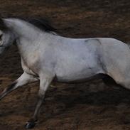 Amerikansk Miniature Little Bob American Dream