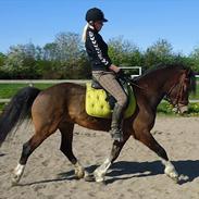 Welsh Cob (sec D) Jackpot ~ Part 