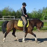 Welsh Cob (sec D) Jackpot ~ Part 