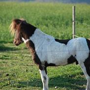 Anden særlig race Tornado