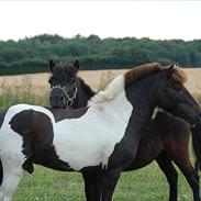 Anden særlig race Tornado