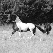 Anden særlig race Tornado