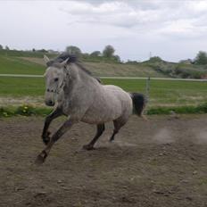 Anden særlig race Hugsy