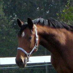 Anden særlig race Kenzo 