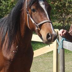 Arabisk fuldblod (OX) HH Karall