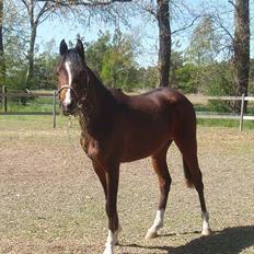 Arabisk fuldblod (OX) HH Karall