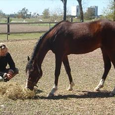 Arabisk fuldblod (OX) HH Karall