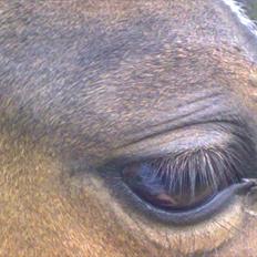 Anden særlig race Hellet Malope