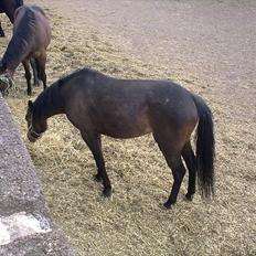 Anden særlig race Hellet Malope