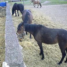Anden særlig race Hellet Malope