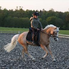 Welsh Mountain (sec A) Golden Guldlok