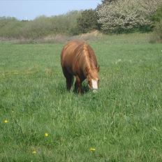 Anden særlig race Solaima