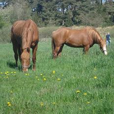 Anden særlig race Solaima
