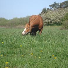 Anden særlig race Solaima