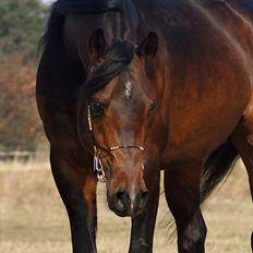 Arabisk fuldblod (OX) Poster