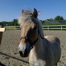 Fjordhest | Cirkeline SOLGT-Savnet!<3 *Farvel min skat*