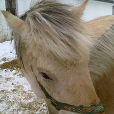 Fjordhest | Cirkeline SOLGT-Savnet!<3 *Farvel min skat*