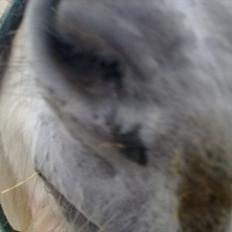 Fjordhest | Cirkeline SOLGT-Savnet!<3 *Farvel min skat*