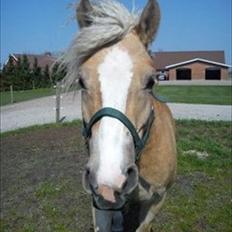 Haflinger Lawine
