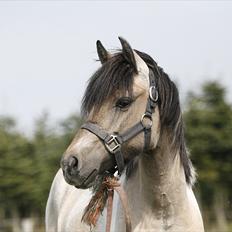 Anden særlig race Klinkhøjs Epona