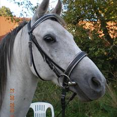 Anden særlig race Sunshine