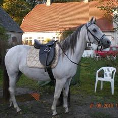 Anden særlig race Sunshine