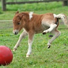 Dansk Miniature Highlight LB Tiny Flame