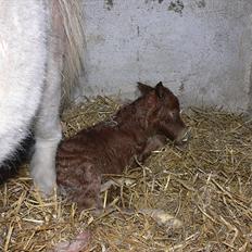 Dansk Miniature Highlight LB Tiny Flame