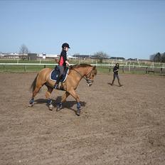 Anden særlig race Egeballes Rafael (Ralle)