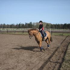 Anden særlig race Egeballes Rafael (Ralle)