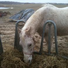 Anden særlig race shik