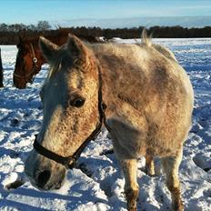 Anden særlig race shik