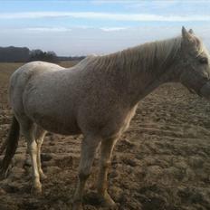 Anden særlig race shik