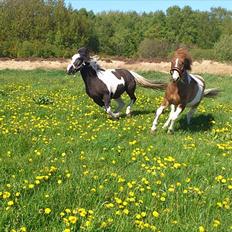 Anden særlig race prins bob tidliger pony