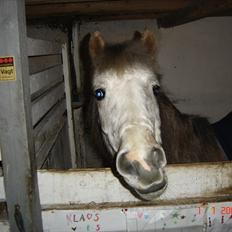 Anden særlig race Klaus 