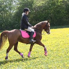 Anden særlig race Nikki <3 