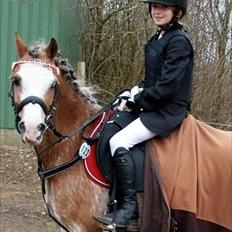 Welsh Pony (sec B) Teggi (SOLGT)