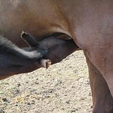 Dansk Varmblod Rockzanne Lox