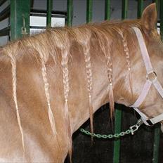 Anden særlig race Skovlundegaards Bambine