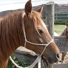 Anden særlig race Skovlundegaards Bambine