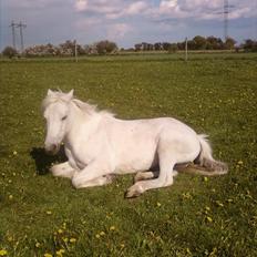 Welsh Pony (sec B) Balou