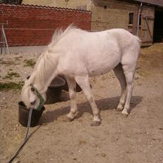 Welsh Pony (sec B) Balou