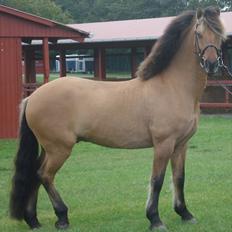 Anden særlig race Åbygårds Tornado*solgt*