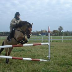 Anden særlig race Åbygårds Tornado*solgt*